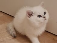 Reinrassige blh/bkh silver shaded point Kitten abgabebereit - Grevenbroich