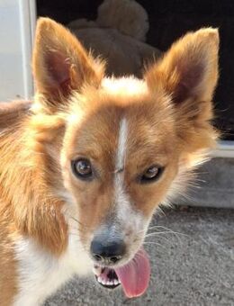 Niko sucht dringend ein Zuhause - Lenzen (Elbe) Zentrum