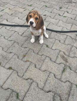 Beagle - Tännesberg