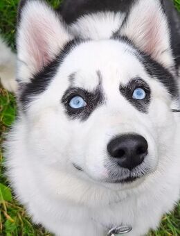 Pomsky Rüde 7 Monate - Gelsenkirchen