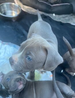 American bully Welpen - Frechen