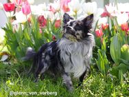 Chihuahua Deckrüde mit ZTP & AT, Merle, Championatsabstammung - Dinslaken