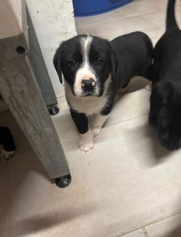 Bernersennenhund x Deutschkurzhaar - Wardow