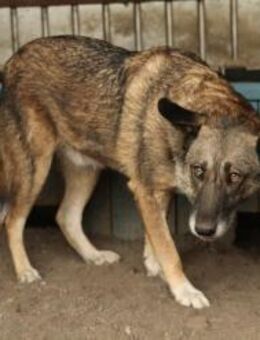 Balthasar, der unsichere Wolf 🐾 - Elsdorf (Nordrhein-Westfalen)