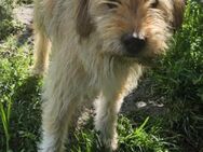 Wuschel Marla sucht Familie - München