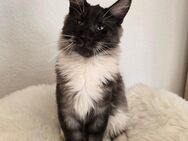 Maine Coon Kater - Herzberg (Harz)