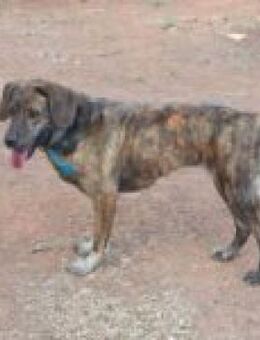 Lela sucht liebevolles Zuhause - Kropp