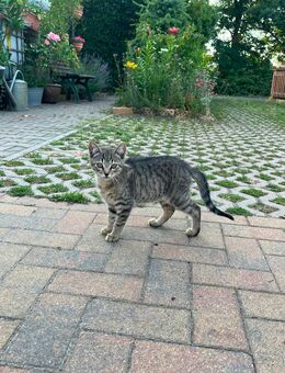 Kater kitten Kätzchen - Britz