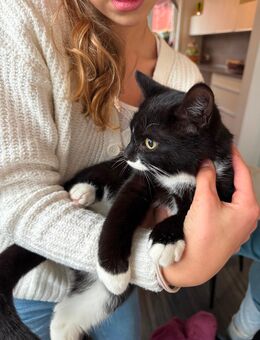 BKH Kitten männlich schwarz weiß - Maikätzchen - Rheda-Wiedenbrück