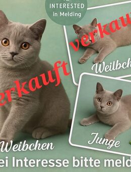 Kitten BKH - Junge, Mädchen - Krefeld