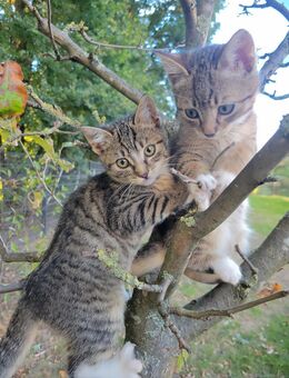 Süße Kätzchen /Kitten - Rahden