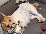 ❤️ PABLO - ein besonderer Schatz ❤️ - Mamming