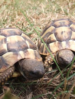 Griechische Landschildkröten (THB) NZ 2023 - Königsbrück