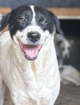 Whoopi unser Punktehund 🐾 - Elsdorf (Nordrhein-Westfalen)