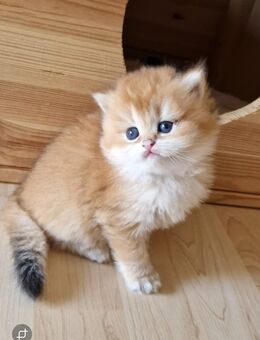 BKH und BLH Kitten Reinrassig mit Stammbaum - Wiesbaden Erbenheim
