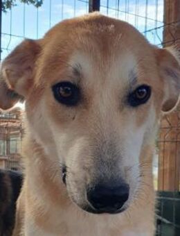 RANDY-wunderschöner Jung-Rüde,57cm - Rösrath