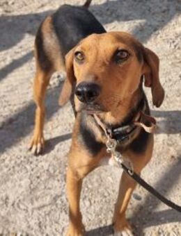 Malou - sanfte Hundedame mit viel Liebe - Eixen