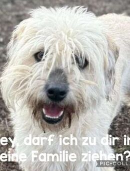 Nala sucht liebe Menschen - Neuhausen (Fildern)