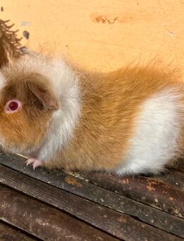 Niedlicher CH-Teddy Kastrat, Schweizer Teddy - Bad Sobernheim