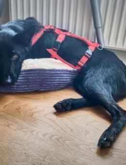 Schwarzer Schäferhund-Mischling Pan - Ellerbek