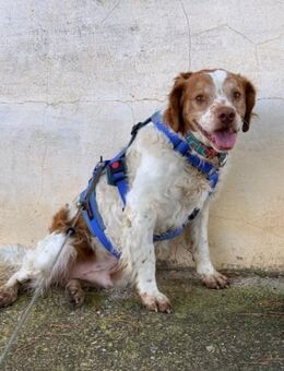 liebevoller PECAS sucht ruhige Familie - Grimburg