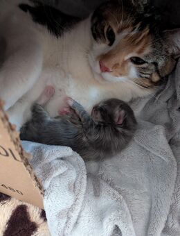 Main coon baby - Aiterhofen
