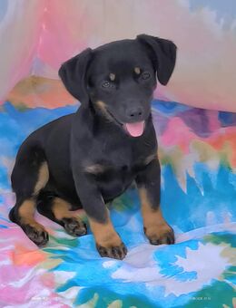 Kleine Flapsy sucht Familienanschluss - Tholey