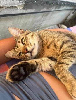 FIV-positives Löwenherz Simba - Margetshöchheim