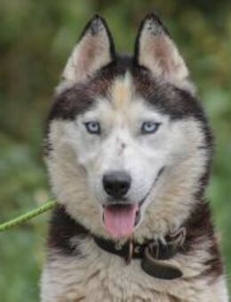 Mochikan Husky Rüde 3 Jahre alt in HU - Reutlingen