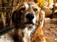 Stella - Bellheim
