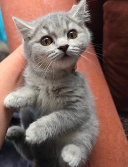 Kitten - Krefeld