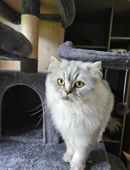 BLH Kater such neues liebevolles Zuhause - Kiefersfelden