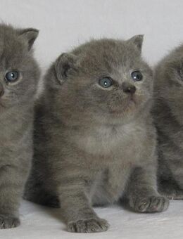 BKH Britisch Kurzhaar Kitten - Pfarrkirchen
