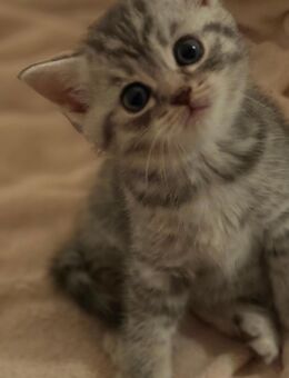 BKH Kitten / 3 Männchen - Merzig