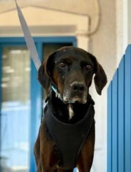 Czarny, hübscher Rüde, ca. 7 Jahre - Vaterstetten