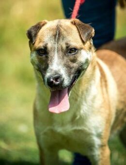 Finnley von kettenlos - Bollingstedt