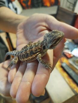 Bartagame NZ'25 Juni Reptilien - Neunkirchen (Saarland)
