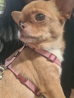 Chihuahua Hündin - Berlin