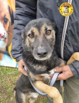 Charlie sucht dringend ein Zuhause - Wallerfangen