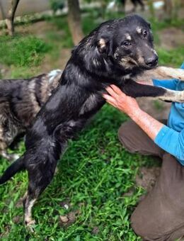 Süsser Welpe COOPER sucht Zuhause - Düsseldorf