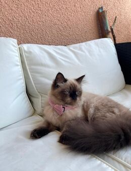 Ragdoll mink - Augsburg