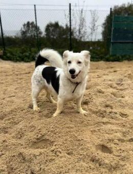 Harry von kettenlos - Bollingstedt