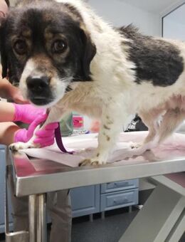 Joshi, gesellig, freundlich und lieb - Bonndorf (Schwarzwald)