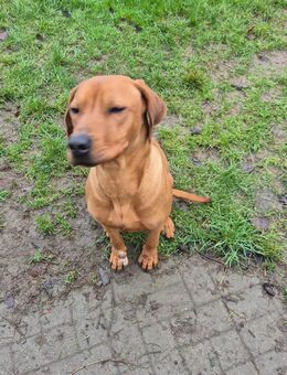 Rhodesian Ridgeback, Hündin - Mestlin