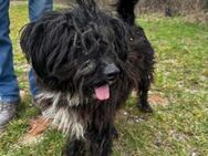 Negro, Schnauzer-Mix (geb.12/2021) - Pegnitz