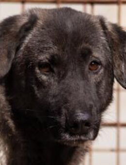 VIVA: sucht Liebe, Halt und Verständnis - Hamburg