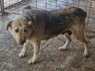 Lisbeth sucht ein liebevolles Zuhause - Blankenheim (Nordrhein-Westfalen)