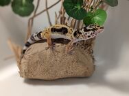 Leopardgeckos Nachzuchten (weiblich) - Rostock