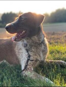 Rudi sucht zweite Chance - Augsburg