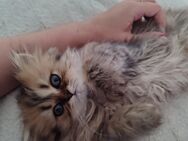 Babykatze - Gelnhausen